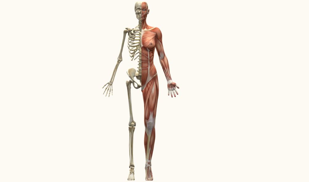 Osteopatía estructural